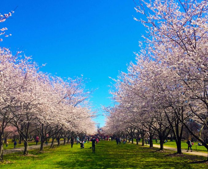 Cherry Blossom Trees 2017