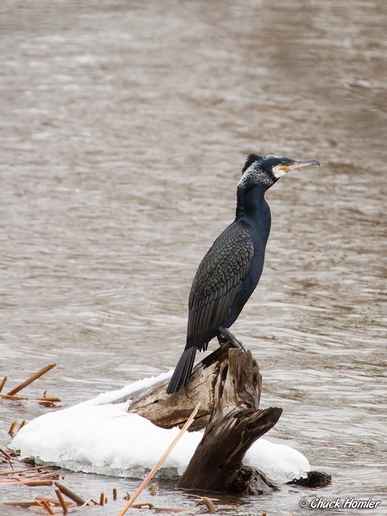 What are those large black birds hanging out on the Schuylkill? Thumbnail