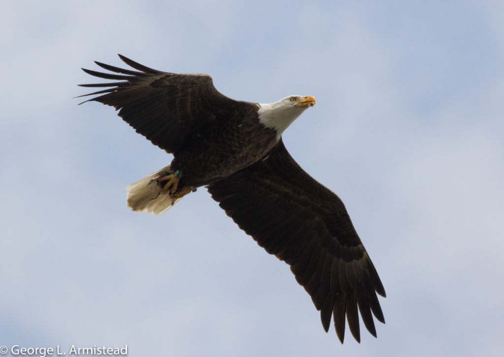 Where to spot bald eagles in Philadelphia Thumbnail