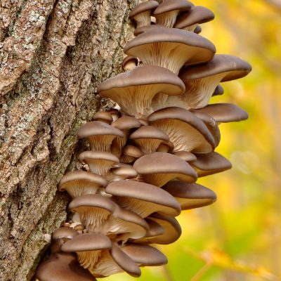 Fall Fungi Identification Hike