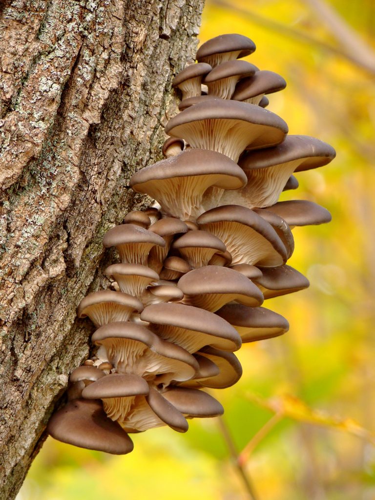 Fall Fungi Identification Hike Thumbnail