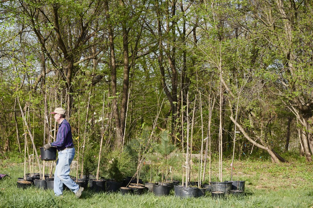 Coming this Fall: 1,000 New Trees in Philly Parks! Thumbnail