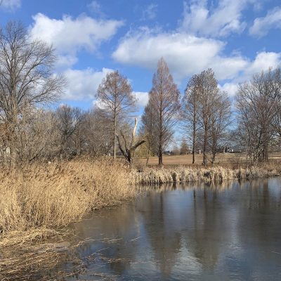 MLK Day Volunteer Project at FDR Park