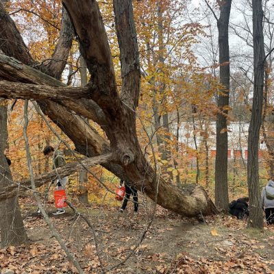 MLK Day Volunteer Project at Cobbs Creek Park